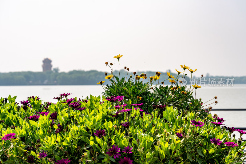 山东济宁太白湖公园北湖阁李白雕塑景点景观