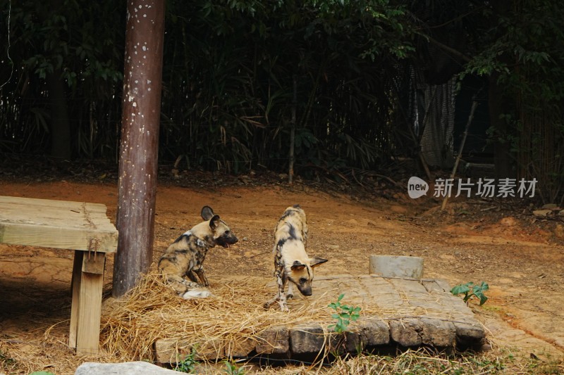 动物园中休憩进食的非洲野犬