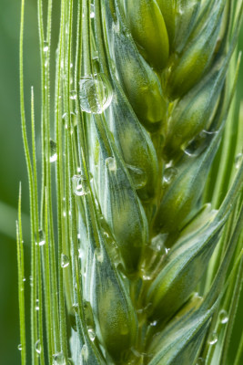 小麦开花麦穗麦子粮食丰收希望谷雨小满