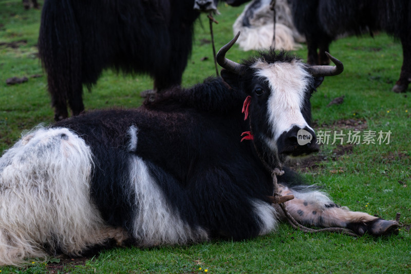 躺在青草地上的牦牛