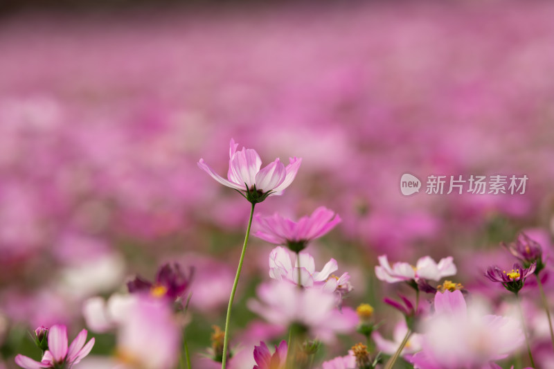 夕阳下的格桑花或波斯菊