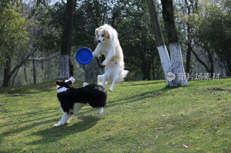 两只在公园里玩飞盘的边境牧羊犬