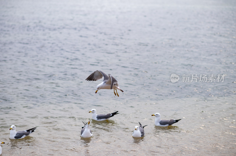 海滩边的海鸥