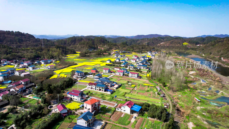 田园油菜花