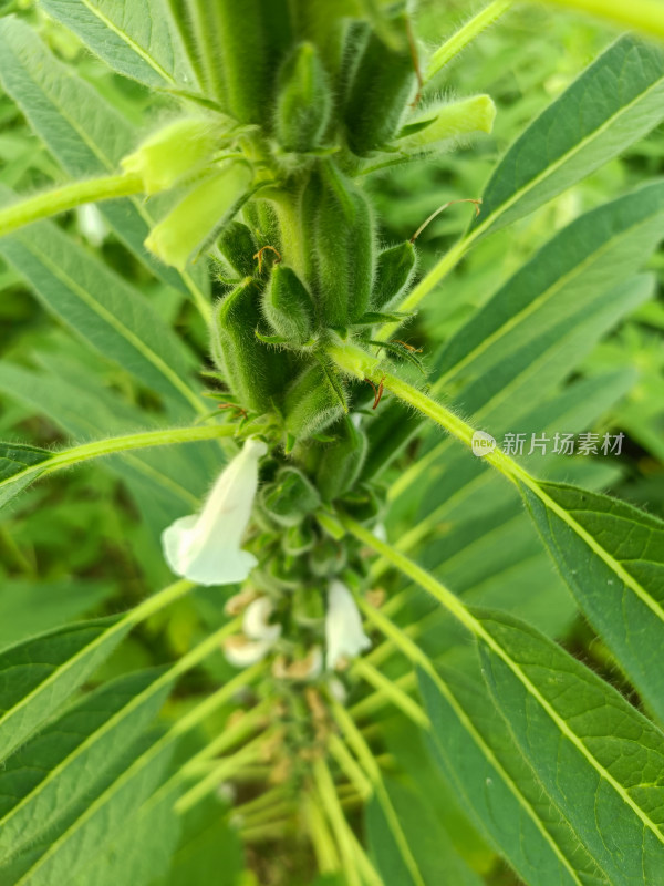 夏天成熟的芝麻籽苗杆植物特写自然