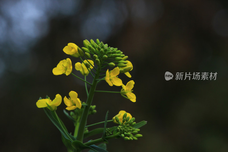 油菜花，黑色背景