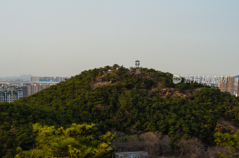 青岛北岭山森林公园，长满松树的山坡