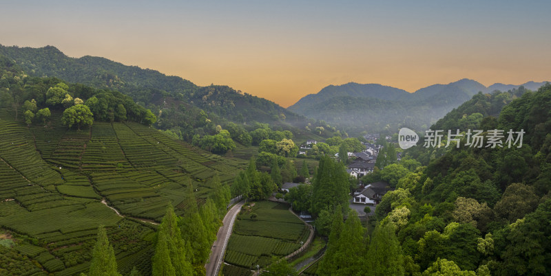 杭州梅家坞梅茶园茶山