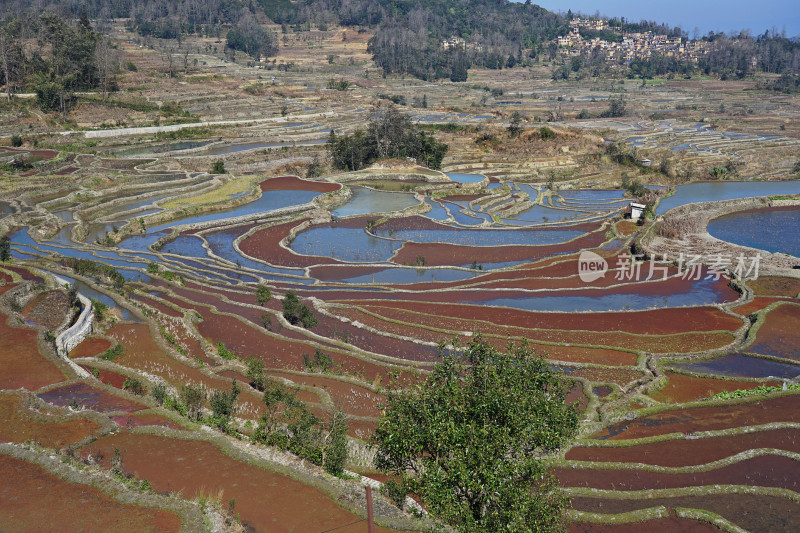 云南元阳梯田，灌水期，七彩梯田