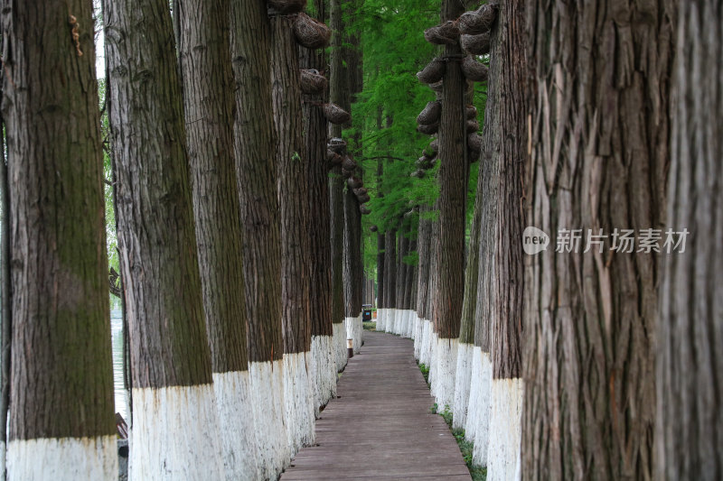 武汉东湖听涛风景区