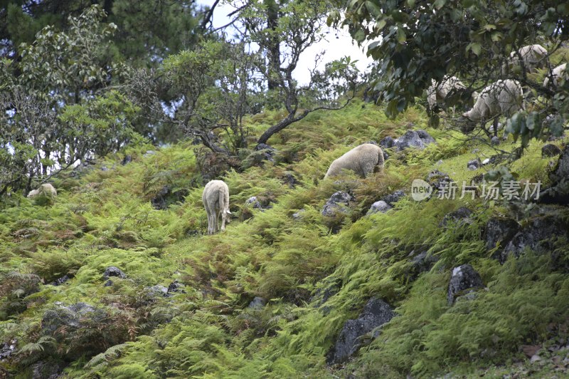 山林放养山羊