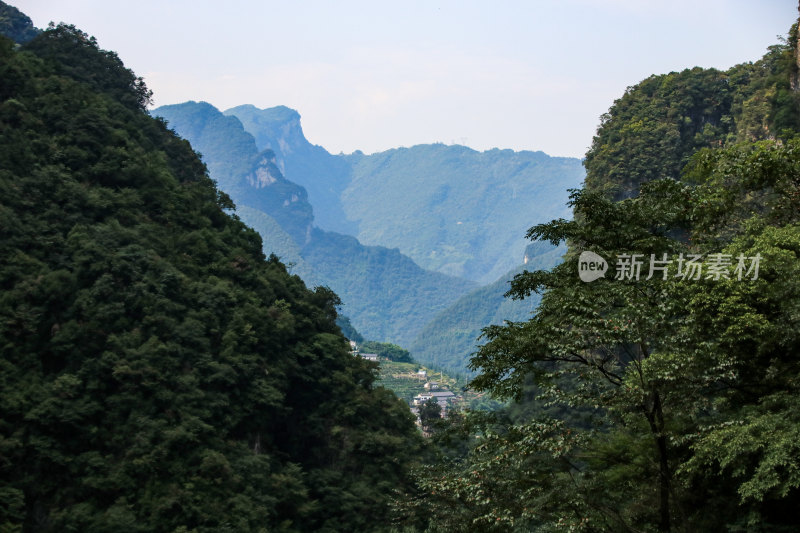 湖北宜昌三峡竹海风景区，自然风光，竹海