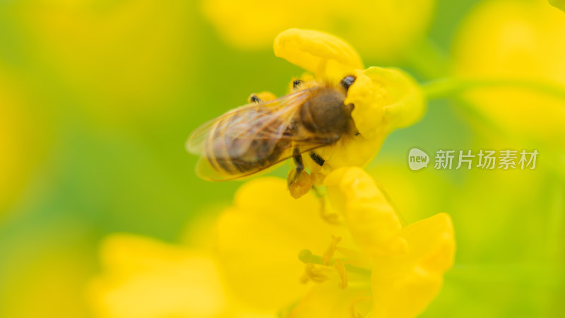 蜜蜂在油菜花上采蜜授粉时的微距特写