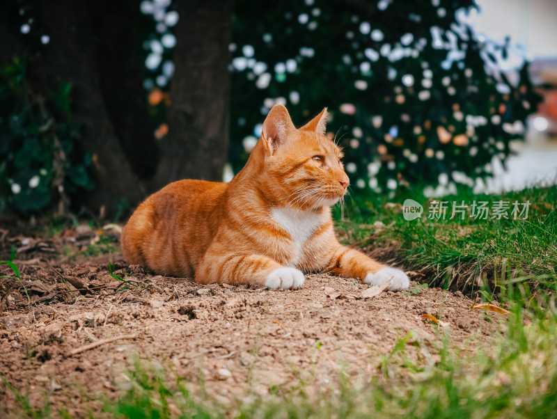 户外草地上趴着一直可爱的橘色小猫