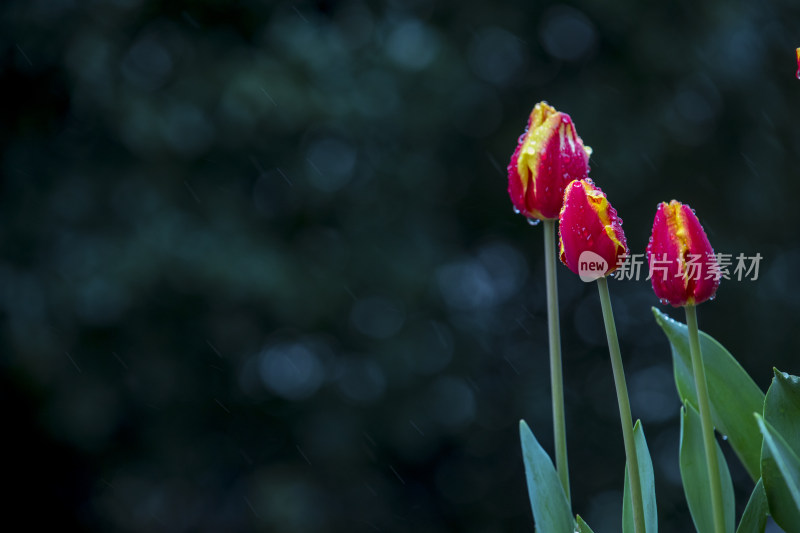 雨滴含苞郁金香