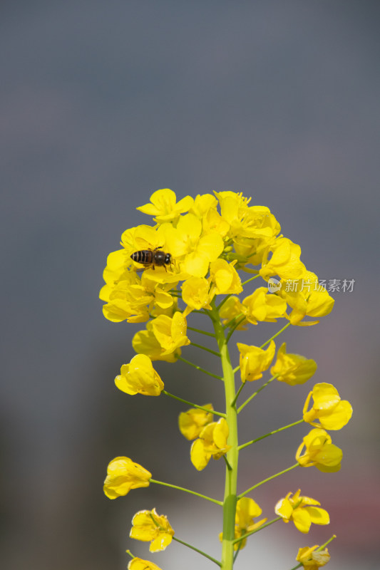 油菜花上采蜜蜜蜂特写镜头