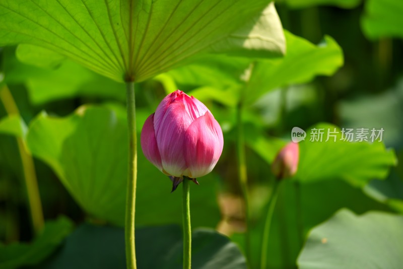 莲花荷花荷花池