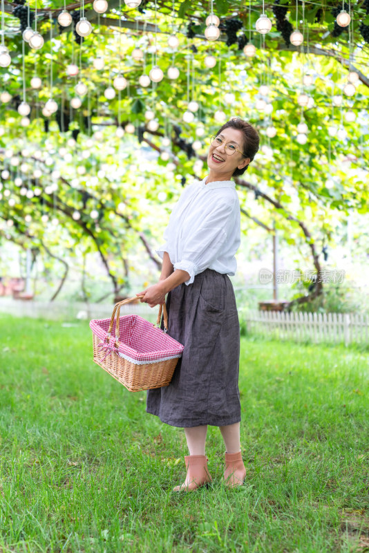 老年女人在果园采摘葡萄