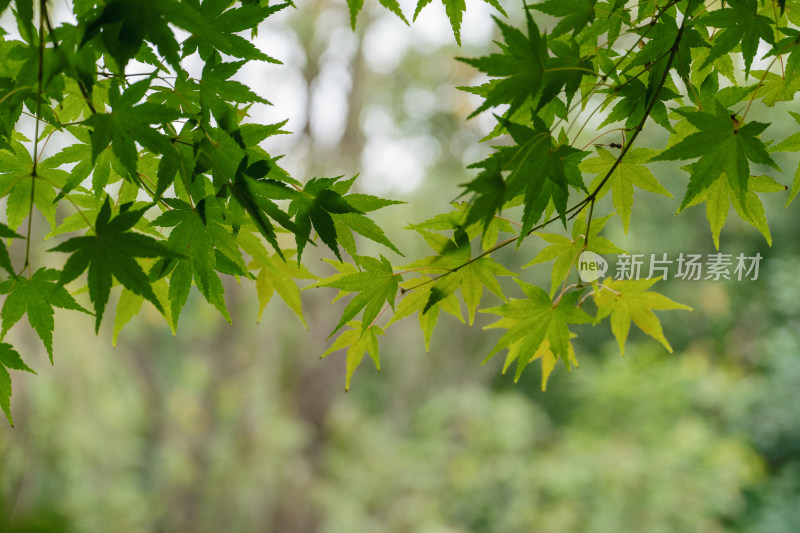 秋天绿色枫叶特写