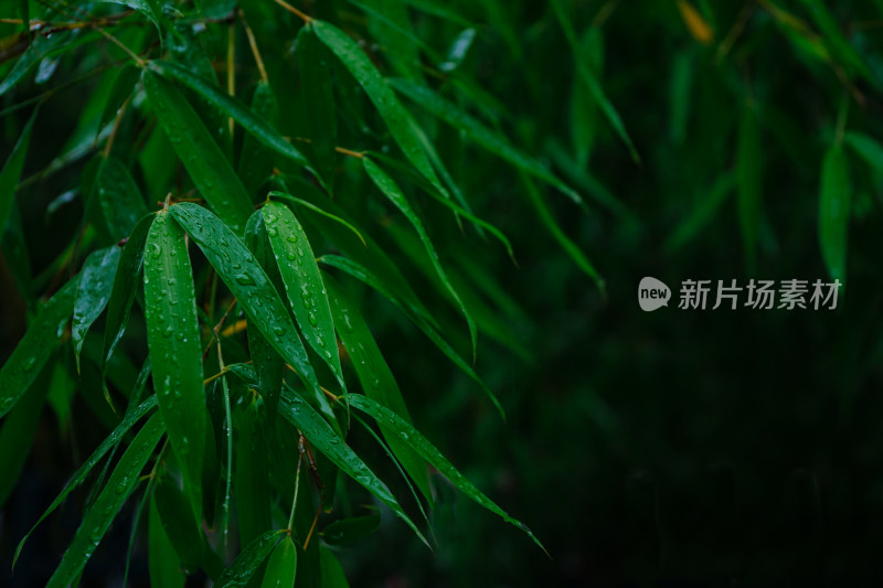 雨后的竹林中的竹叶