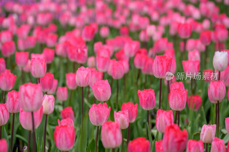 郁金香花海