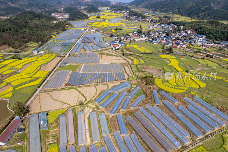 农业种植农田油菜花航拍图