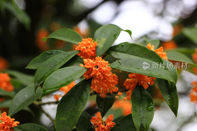 丹桂花枝背景实拍素材