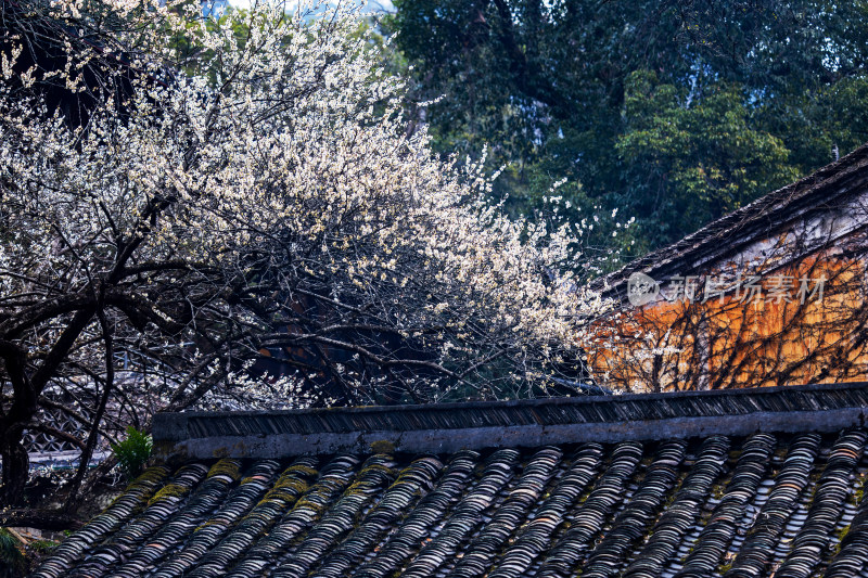 国清寺中式瓦房屋顶旁盛开的隋梅花树