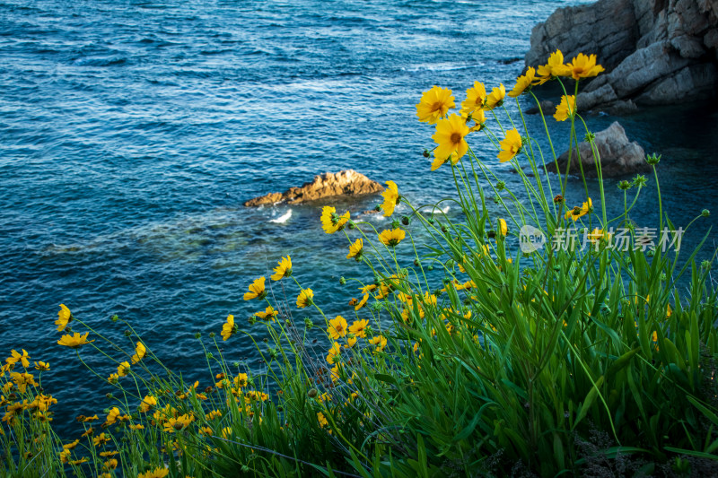 辽宁大连琥珀湾海边岩石上的金色花海