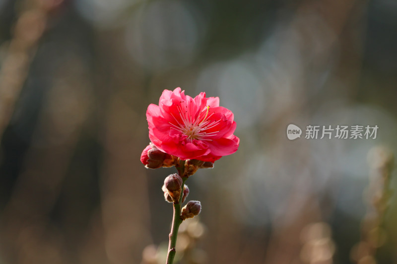 广州白云山盛开的桃花