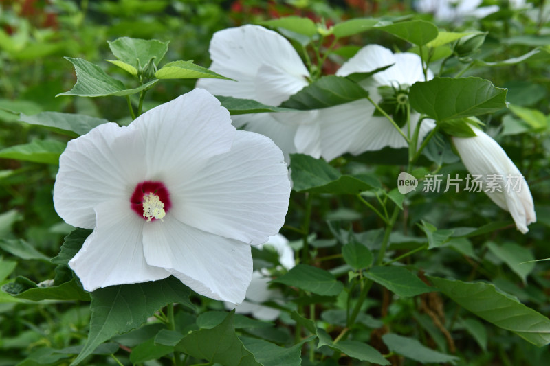 盛开的大花秋葵芙蓉葵