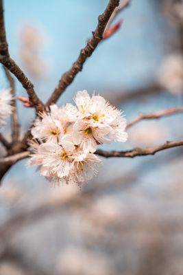 春季盛开的樱花