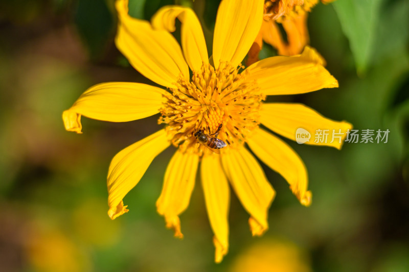 阳光下的肿柄菊