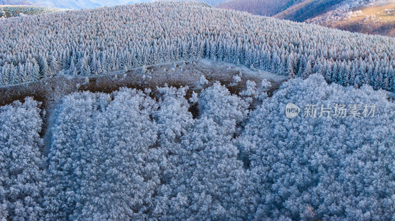 被冰雪覆盖的大片森林壮观景象