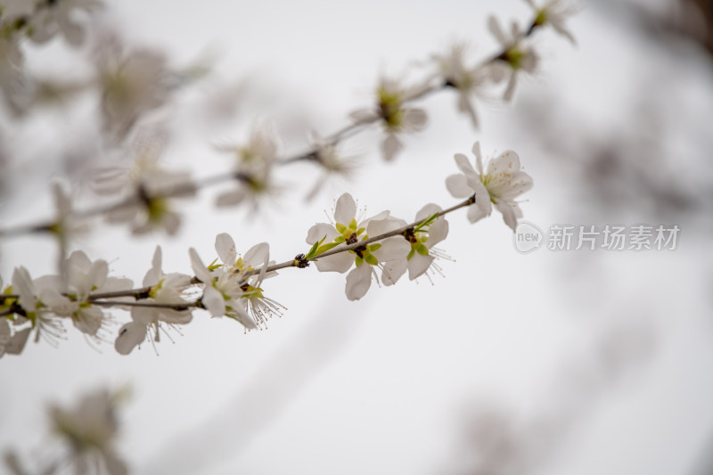 桃树桃花桃树林