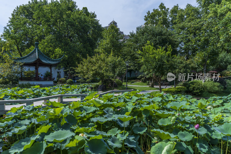 武汉江岸区解放公园风景