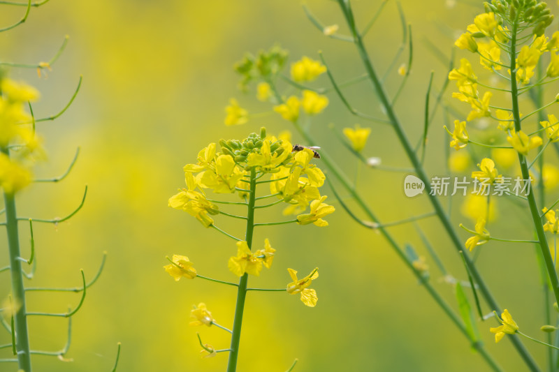 春天油菜花和蜜蜂