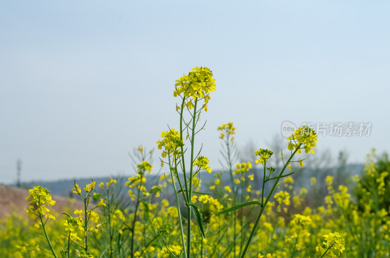 乡村一片金黄的油菜花