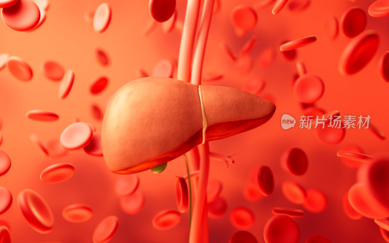 肝脏器官与生物医学3D渲染