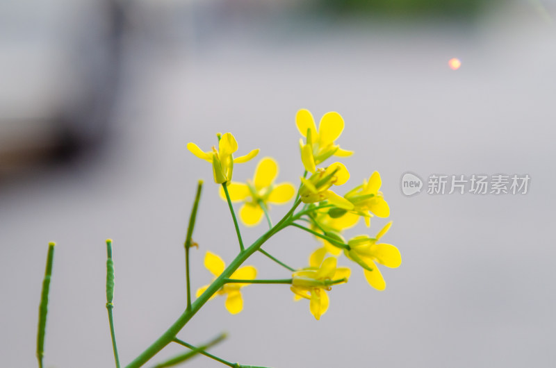 农田中一株油菜花特写