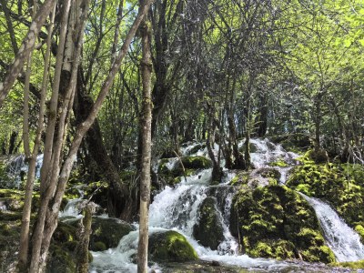 九寨沟树林中流水潺潺的自然景观