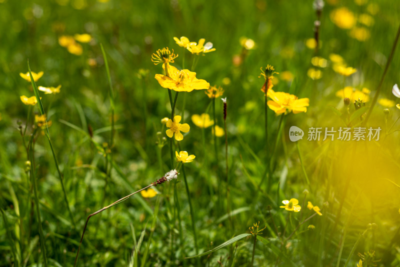 草原野花