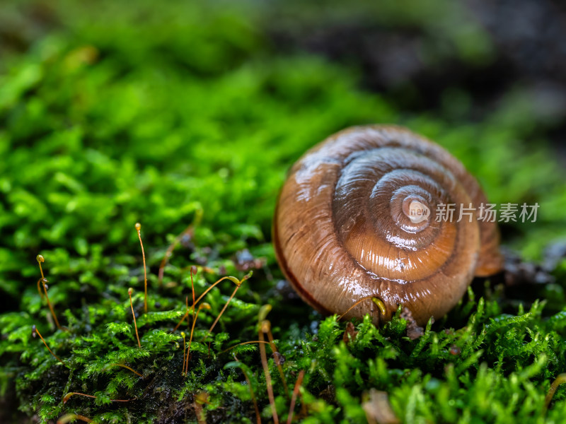 下雨天蜗牛缓慢爬行