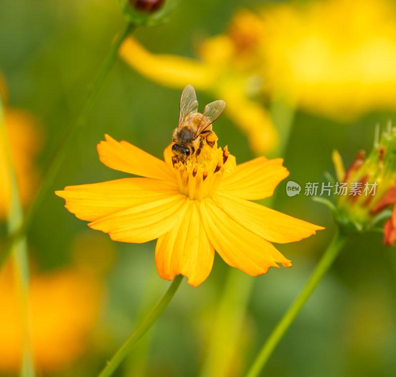 蜜蜂与黄秋英