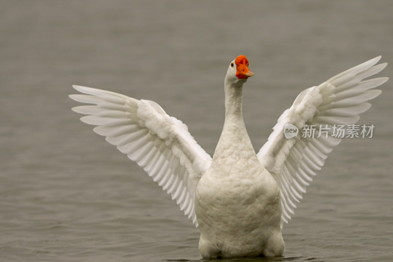 白鹅漫步在湖边草地上觅食3