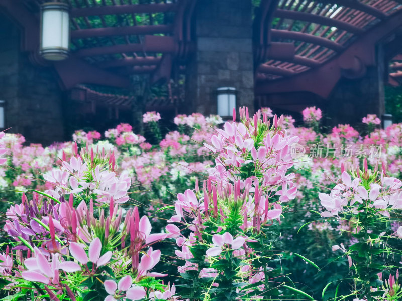 佛山市千灯湖公园醉蝶花花海