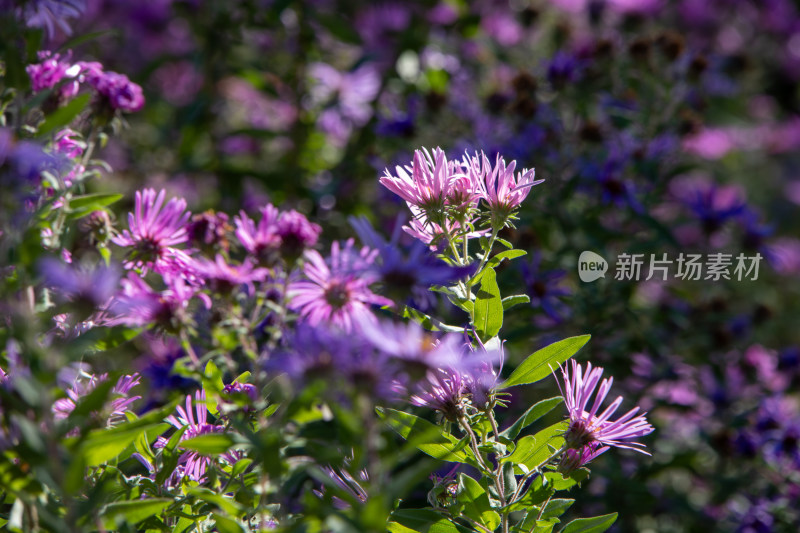 秋日紫菀花丛粉紫色菊花盛开