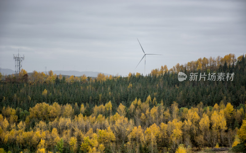 秋天山区林场金黄的树木和新能源风力发电机
