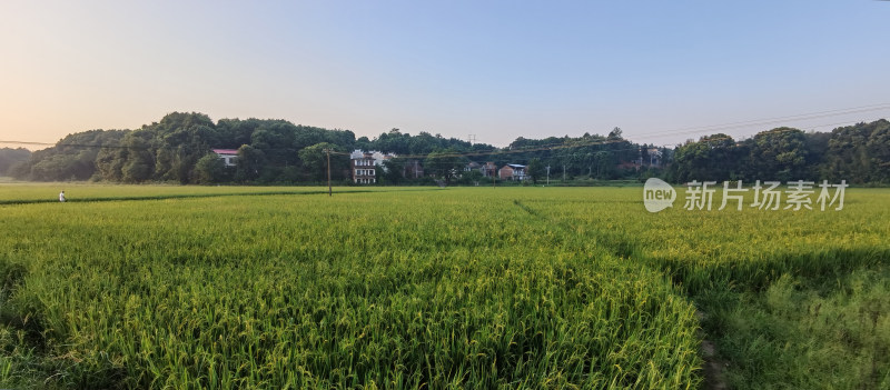 湖南河道平原水稻田