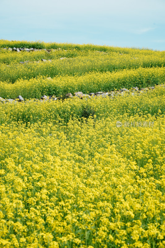 北京温榆河公园油菜花田